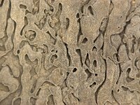 NL, Noord-Holland, Texel, Paal 9 66, Saxifraga-Foto Fitis-Sytske Dijksen