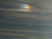 NL, Noord-Holland, Texel, Parhelion, Den Hoorn 21, Saxifraga-Foto Fitis-Sytske Dijksen