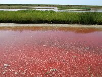 NL, Noord-Holland, Texel, Pink coloured by Dunaliella salina and Oxyrhis marina, Wagejot 11, Saxifraga-Foto Fitis-Sytske Dijksen