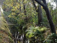 NL, Noord-Holland, Texel, Ploegelanden 1, Saxifraga-Foto Fitis-Sytske Dijksen