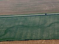 NL, Noord-Holland, Texel, Polder Eierland 1, Saxifraga-Foto Fitis-Sytske Dijksen