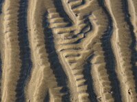 NL, Noord-Holland, Texel, Punt 1, Saxifraga-Foto Fitis-Sytske Dijksen