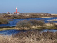 NL, Noord-Holland, Texel, Robbenjager 1, Saxifraga-Foto Fitis-Sytske Dijksen