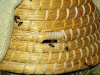 NL, Noord-Holland, Texel, Rommelpot 5, Saxifraga-Foto Fitis-Sytske Dijksen