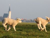 NL, Noord-Holland, Texel, Rommelpot 7, Saxifraga-Foto Fitis-Sytske Dijksen