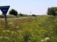 NL, Noord-Holland, Texel, Schansweg 1, Saxifraga-Foto Fitis-Sytske Dijksen