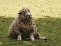 NL, Noord-Holland, Texel, Skillepaadje 1, Saxifraga-Foto Fitis-Sytske Dijksen