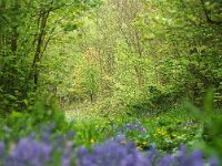 NL, Noord-Holland, Texel, Tureluur 2, Saxifraga-Foto Fitis-Sytske Dijksen