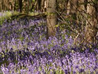 NL, Noord-Holland, Texel, Tureluur 3, Saxifraga-Foto Fitis-Sytske Dijksen