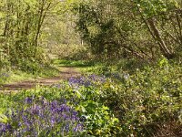 NL, Noord-Holland, Texel, Tureluur 4, Saxifraga-Foto Fitis-Sytske Dijksen