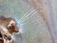 NL, Noord-Holland, Texel, Tureluur 6, Saxifraga-Foto Fitis-Sytske Dijksen