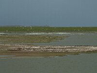 NL, Noord-Holland, Texel, Utopia 39, Saxifraga-Willem van Kruijsbergen