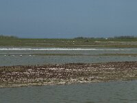 NL, Noord-Holland, Texel, Utopia 46, Saxifraga-Willem van Kruijsbergen