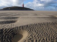 NL, Noord-Holland, Texel, Vuurtorenstrand 3, Saxifraga-Foto Fitis-Sytske Dijksen