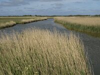 NL, Noord-Holland, Texel, Waal en Burg 1, Saxifraga-Jan van der Straaten