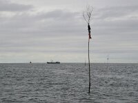 NL, Noord-Holland, Texel, Waddenzee 8, Mytilus edulis, Saxifraga-Foto Fitis-Sytske Dijksen