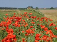 NL, Noord-Holland, Texel, Watermolenweg 3, Saxifraga-Foto Fitis-Sytske Dijksen