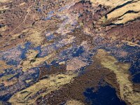 NL, Noord-Holland, Texel, Westerduinen 1, Saxifraga-Foto Fitis-Sytske Dijksen