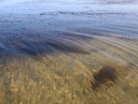 NL, Noord-Holland, Texel, Zandkes 4, Saxifraga-Foto Fitis-Sytske Dijksen