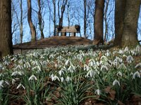 NL, Noord-Holland, Texel, Zeven Pannenkoeken 1, Saxifraga-Foto Fitis-Sytske Dijksen
