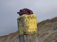 NL, Noord-Holland, Texel, dog shit, paal 12 8, Saxifraga-Foto Fitis-Sytske Dijksen