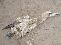 NL, Noord-Holland, Texel, fishhook, paal 12 12, Saxifraga-Foto Fitis-Sytske Dijksen