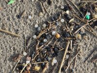 NL, Noord-Holland, Texel, mermeids tears paal 8 11, Saxifraga-Foto Fitis-Sytske Dijksen