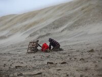 NL, Noord-Holland, Texel, paal 12 5, Saxifraga-Foto Fitis-Sytske Dijksen