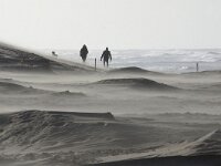NL, Noord-Holland, Texel, paal 12 7, Saxifraga-Foto Fitis-Sytske Dijksen
