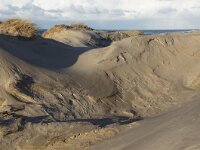 NL, Noord-Holland, Texel, paal 16 4, Saxifraga-Foto Fitis-Sytske Dijksen