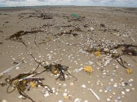 NL, Noord-Holland, Texel, paraffine De Hors 157, Saxifraga-Foto Fitis-Sytske Dijksen