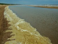NL, Noord-Holland, Velsen, Duin en Kruidberg 1, Saxifraga-Piet Munsterman