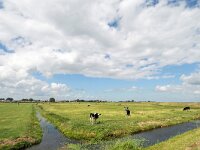 NL, Noord-Holland, Waterland, Marken 5, Saxifraga-Tom Heijnen
