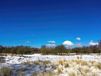 NL, Noord-Holland, Zandvoort, Amsterdamse Waterleidingduinen 12, Saxifraga-Bart Vastenhouw