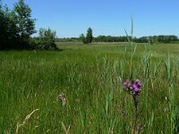 NL, Overijssel, Dalfsen, Luttenbergerven 1, Saxifraga-Mark-Zekhuis