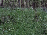 NL, Overijssel, Dinkelland, Agelerbroek 10, Saxifraga-Hans Boll