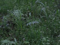 NL, Overijssel, Dinkelland, Agelerbroek 12, Saxifraga-Hans Boll