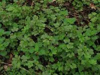 NL, Overijssel, Dinkelland, Agelerbroek 24, Saxifraga-Hans Boll