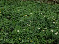 NL, Overijssel, Dinkelland, Agelerbroek 25, Saxifraga-Hans Boll