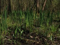 NL, Overijssel, Dinkelland, Agelerbroek 37, Saxifraga-Hans Boll