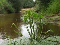 NL, Overijssel, Dinkelland, Dinkel 2, Saxifraga-Foto Fitis-Sytske Dijksen
