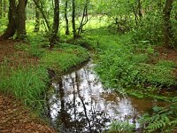 NL, Overijssel, Dinkelland, Springendal 7, Saxifraga-Hans Dekker
