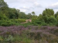 NL, Netherlands, Overijssel, Haaksbergen, Witte Veen 5, Saxifraga-Tom Heijnen