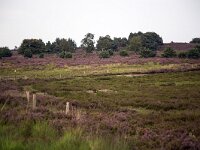 Heideveld op Sallandse Heuvelrug  Overijssel, Netherlands : beauty in nature, heathland, national park, nature reserve, NP, Sallandse Heuvelrug, summertime, heather