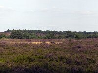 Heideveld op Sallandse Heuvelrug  Overijssel, Netherlands : beauty in nature, heathland, national park, nature reserve, NP, Sallandse Heuvelrug, summertime, panorama