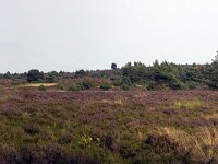 Heideveld op Sallandse Heuvelrug  Overijssel, Netherlands : beauty in nature, heathland, national park, nature reserve, NP, Sallandse Heuvelrug, summertime, panorama
