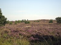 Heideveld op Sallandse Heuvelrug  Overijssel, Netherlands : beauty in nature, heathland, national park, nature reserve, NP, Sallandse Heuvelrug, summertime, heather