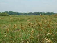 NL, Overijssel, Ommen, Junner koeland 12, Saxifraga-Willem van Kruijsbergen