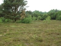 NL, Overijssel, Ommen, Junner koeland 7, Saxifraga-Willem van Kruijsbergen