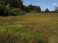 NL, Overijssel, Tubbergen, Mosbeek 5, Saxifraga-Hans Dekker